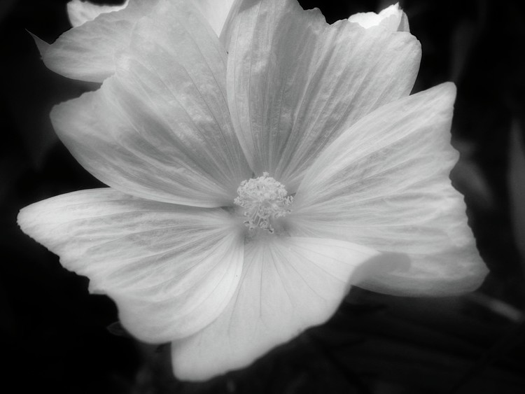 Black & White Floral