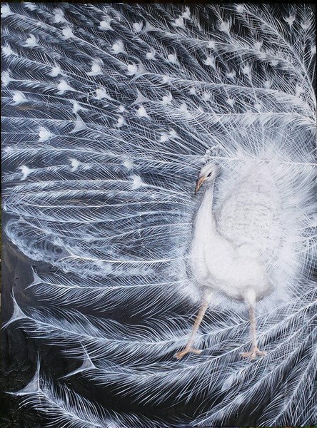 Peacock In A Breeze