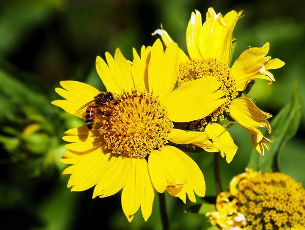 Busy Bee