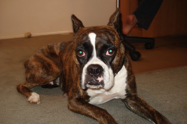 my boxer dog