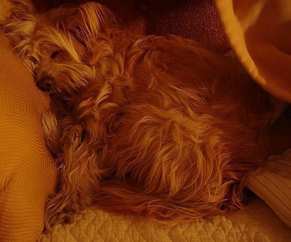 Pup Nap
