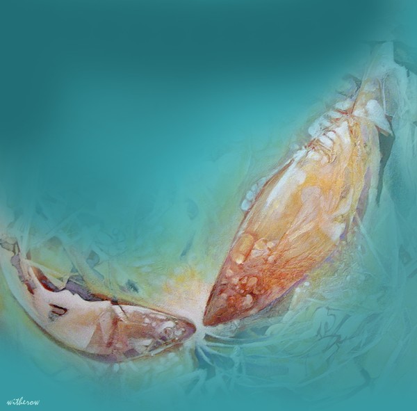 Narcissus
