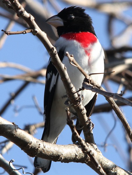 Rose breasted grosbeak 
