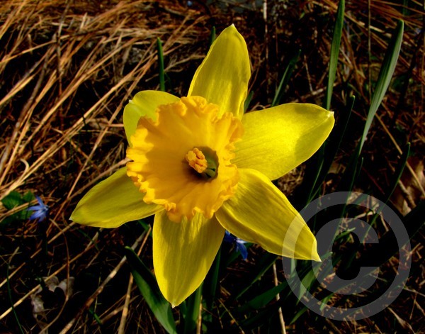Daffodil beauty!