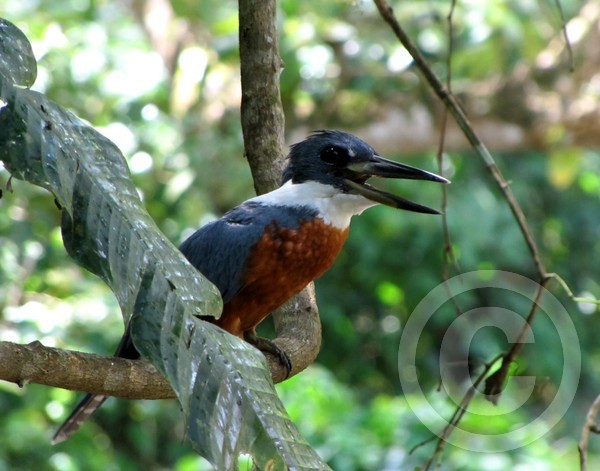 Ring-necked Kingfisher chattering