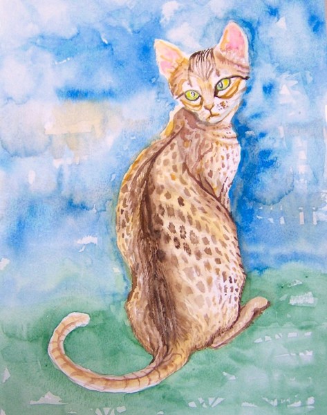 Curious Cat 