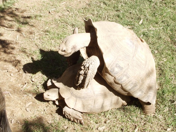 turtles playing leapfrog