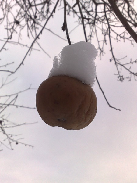 Touched by Winter's Cold Breath