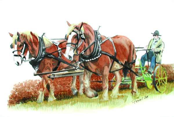 draft_horses