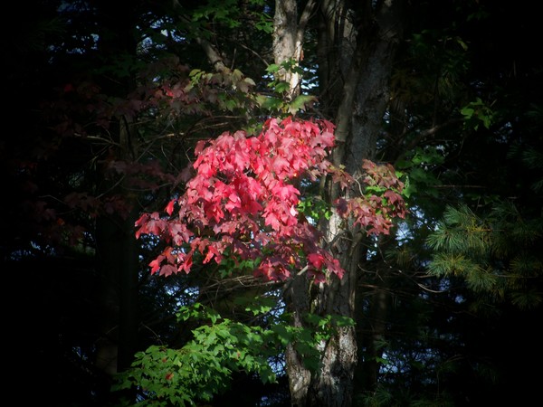 Autum Splendor