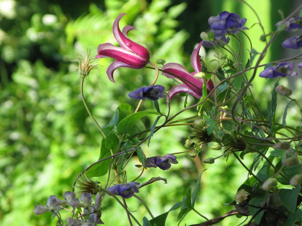 Wiltshire Clematis