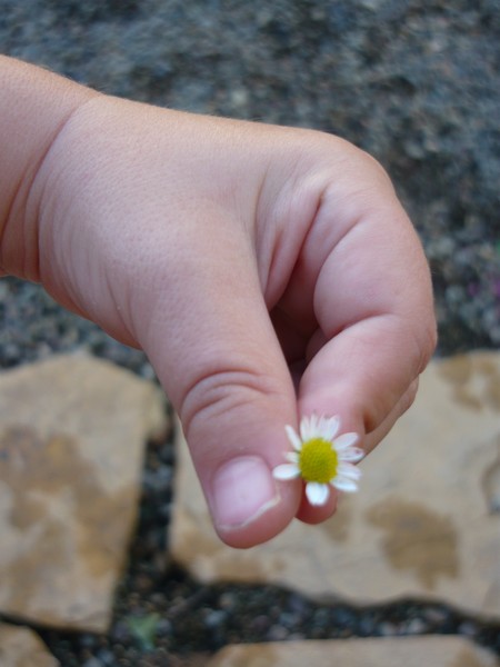 toddlers pick