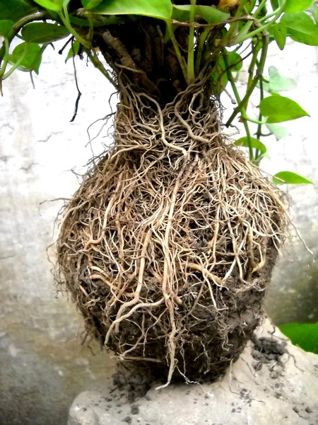 Tiny-Plant-Root-Network