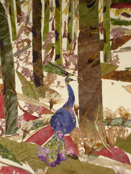 Peacock in Forest