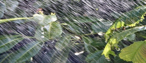 rain water 
