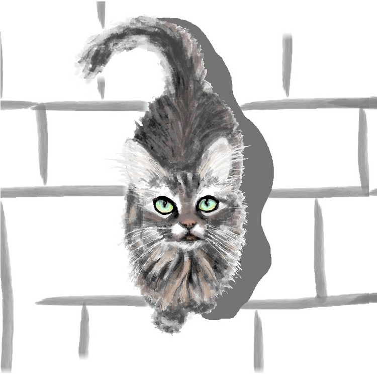 Maine Coon