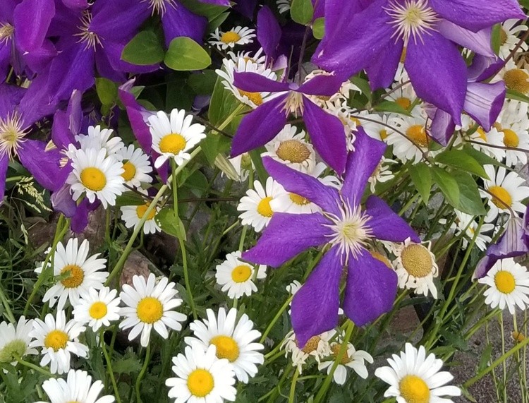 Contrasting Flowers