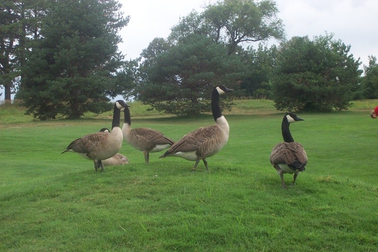 4/5 Geese