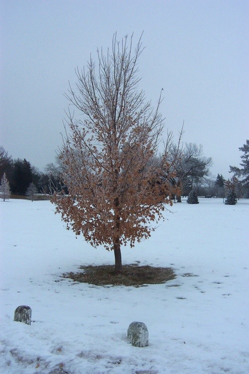 Hoar Frost 3