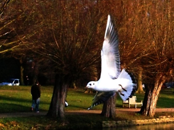On The Wing