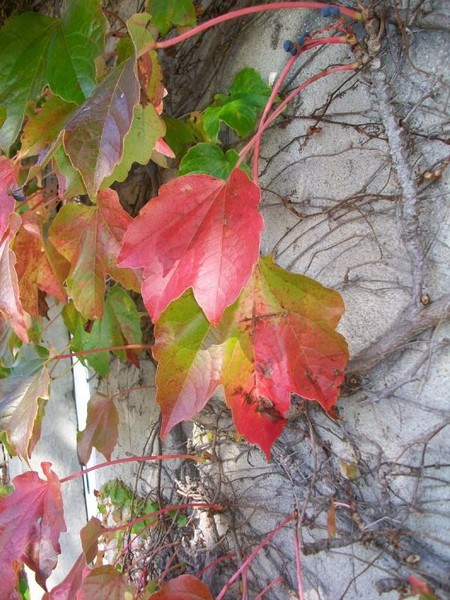 Colors of fall