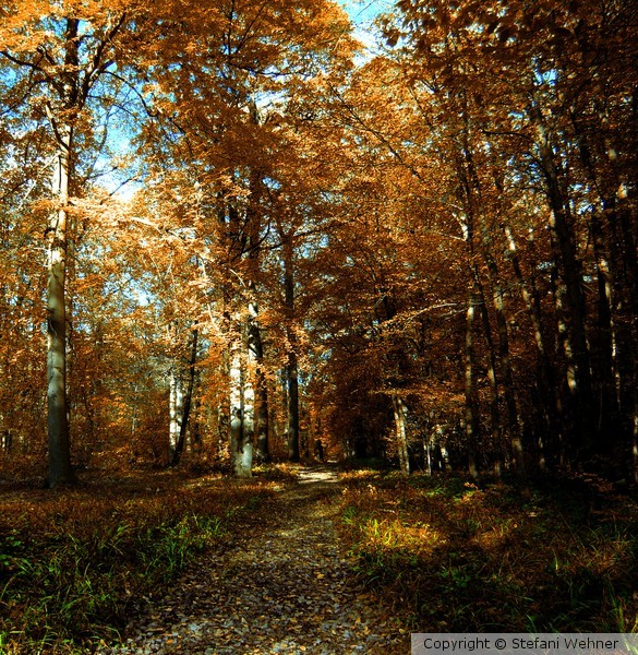 path in fall
