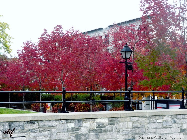 fall in Montreal