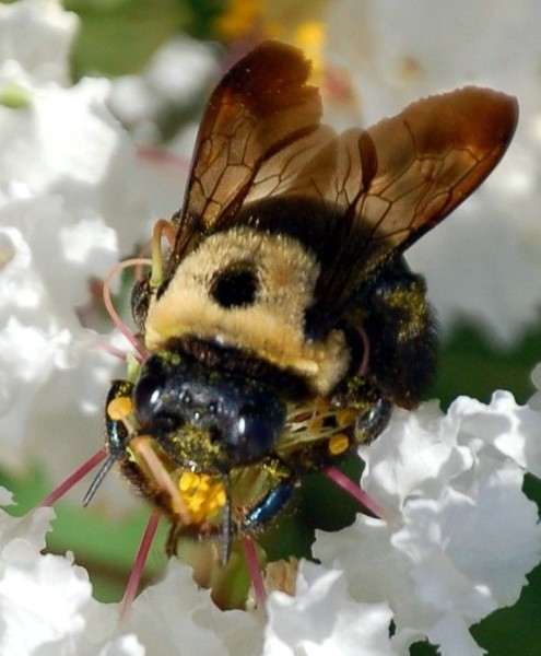 Bee collecting pollen