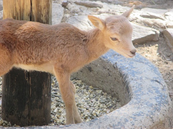 Cute Goat