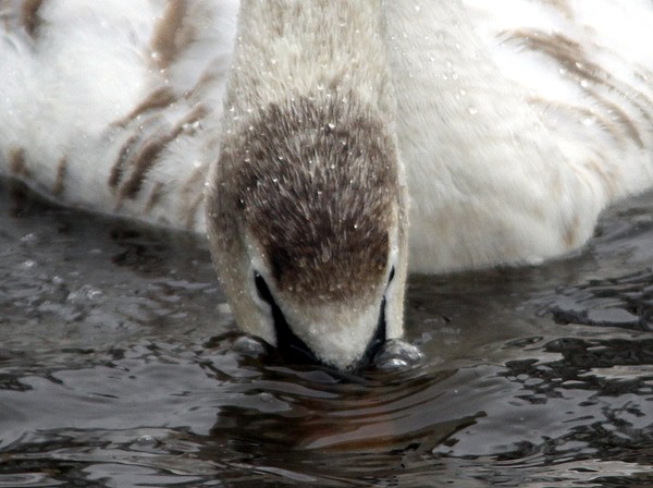 Swan