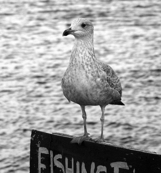 Seagull