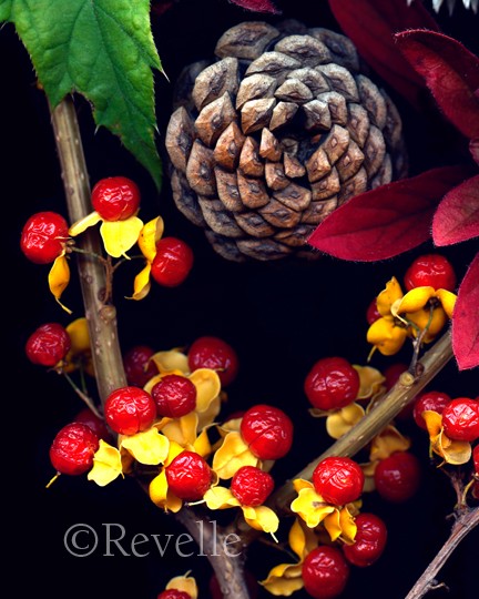 Pine Cone and Bittersweet