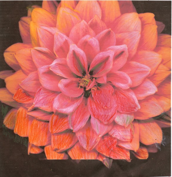 Orange and Pink Blossom