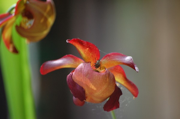 Plant Pollinator