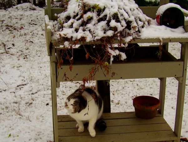 Bam enjoying the new snow