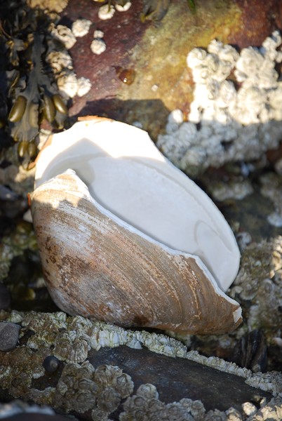 shell of coastal maine