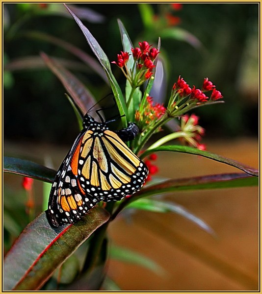 The Feeding Monarch