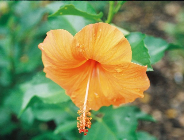 Orange Flower