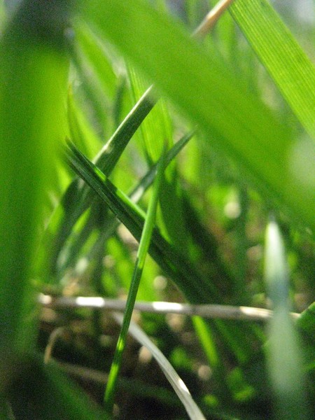 Grassy
