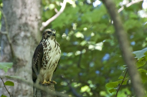 Ferruginous Hawk