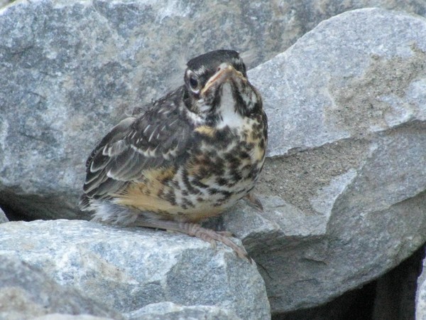 Baby Robin