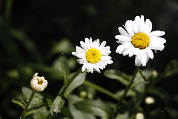 three little daisies