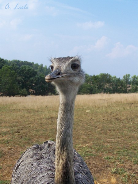 Ostrich