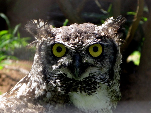 Owl Head