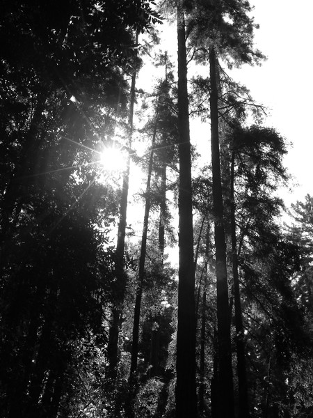 Emerging sunlight