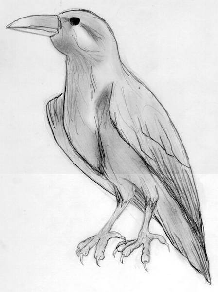 raven