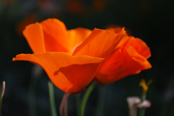 Poppy Song