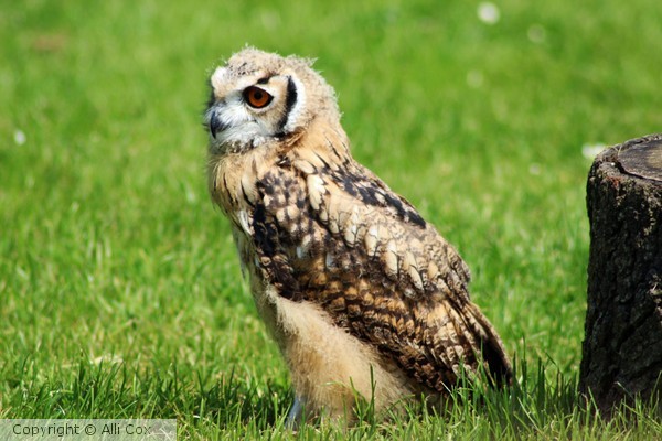 Eagle Owl