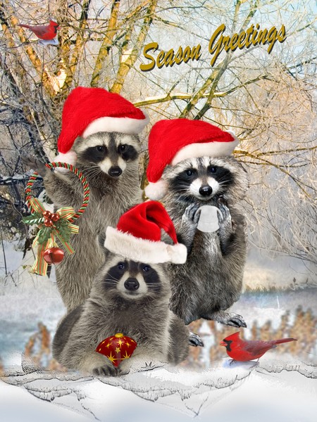 Raccoon A Winter Day