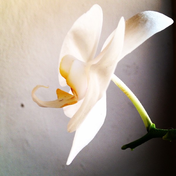Florida orchid